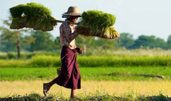MIID Publishes Review Of Food And Nutrition Security In Myanmar